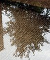 Tree reflected in water on concrete